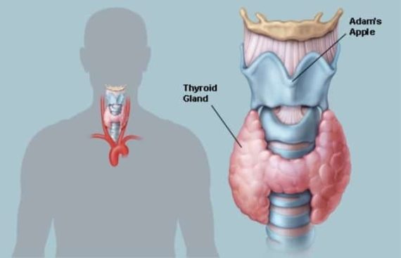 Thyroid Checkup - MedConnectKart